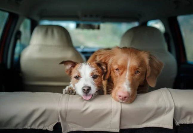 03Dogs_Backseat_Mobile